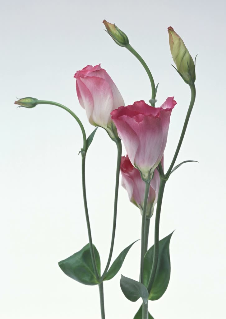 Delicate pink lisianthus flowers and green buds
