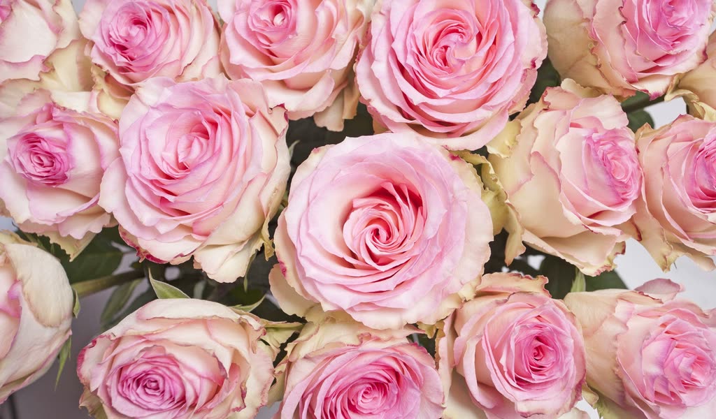 A close-up of open, pale pink roses