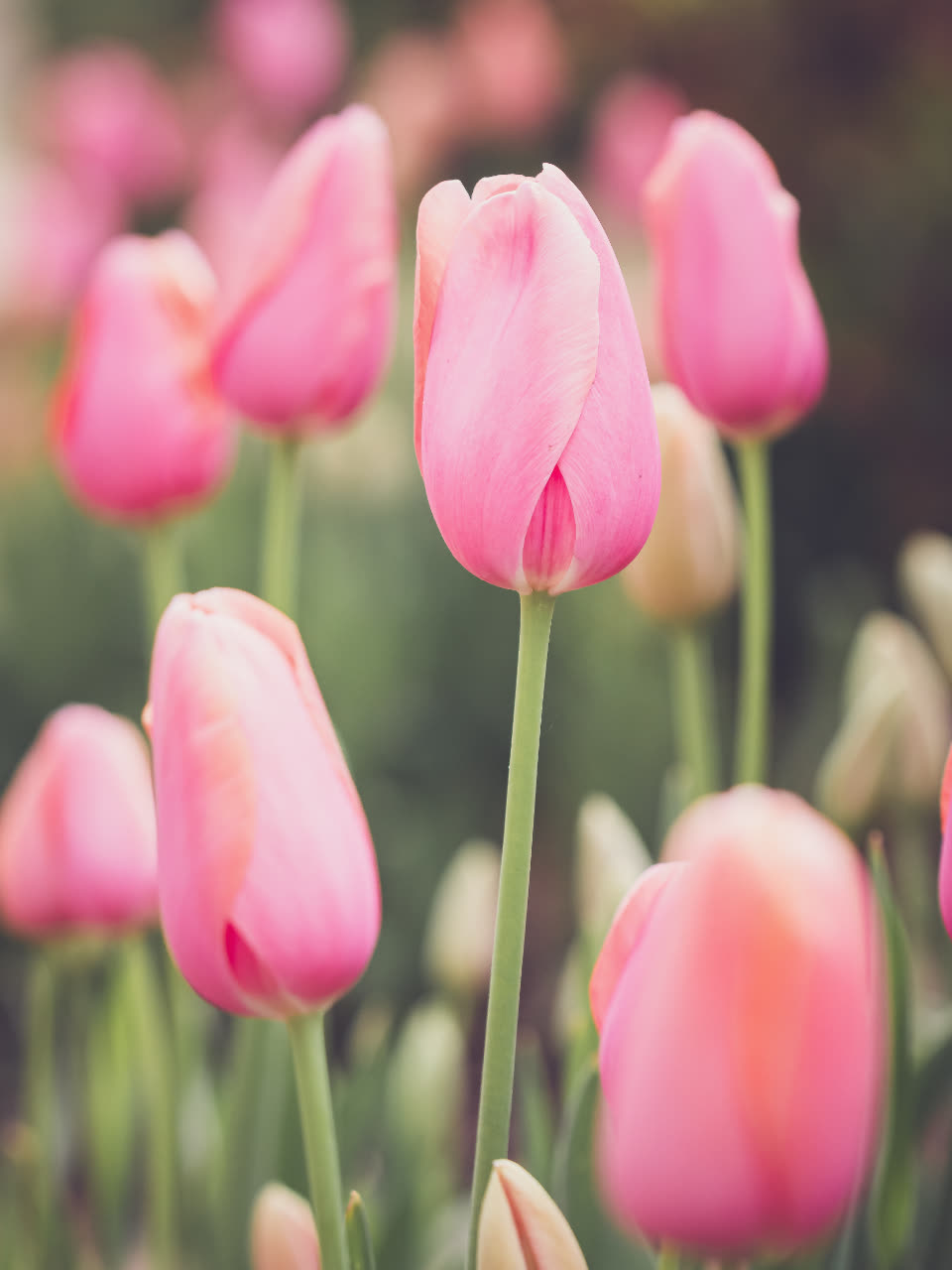 Pink tulips on long green stems